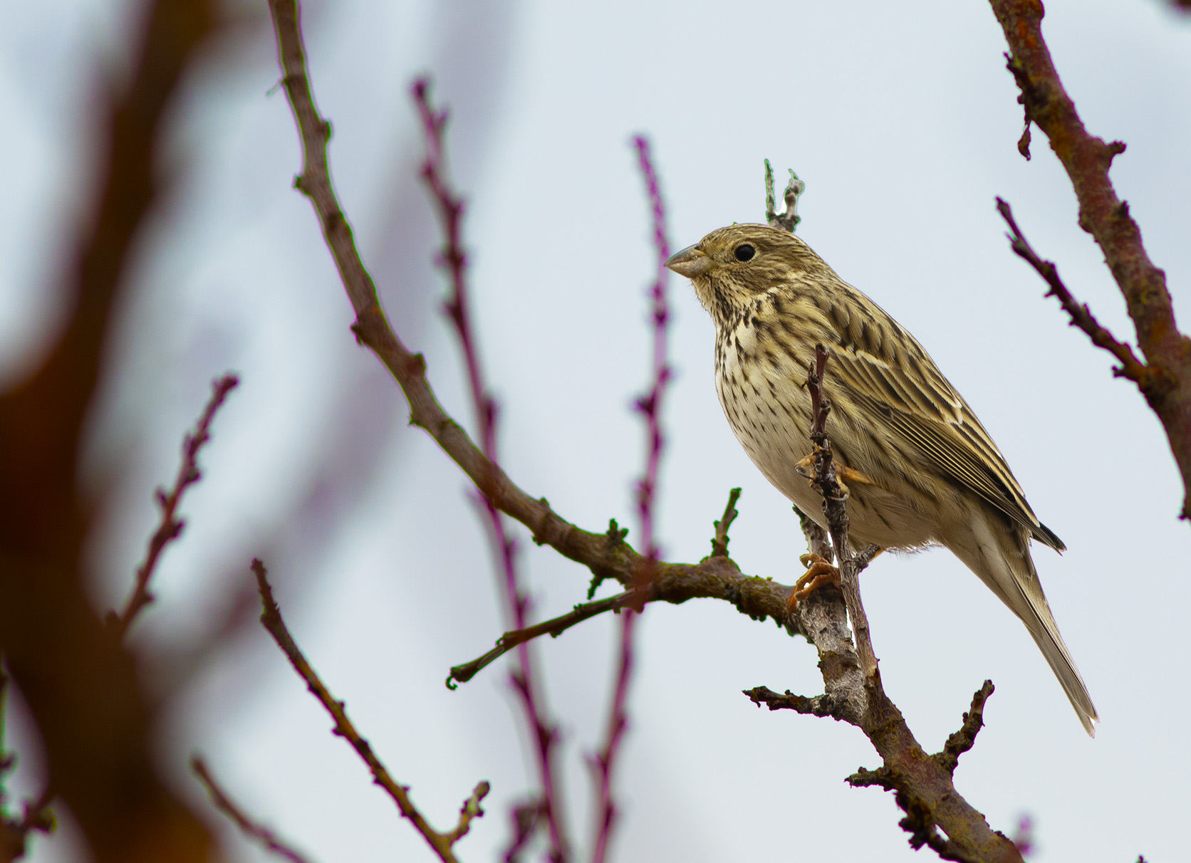 Corn Bunting